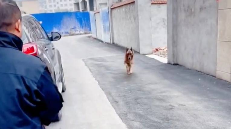 In Video: Former police dog cries after reuniting with Handler she hadn't seen in Years 